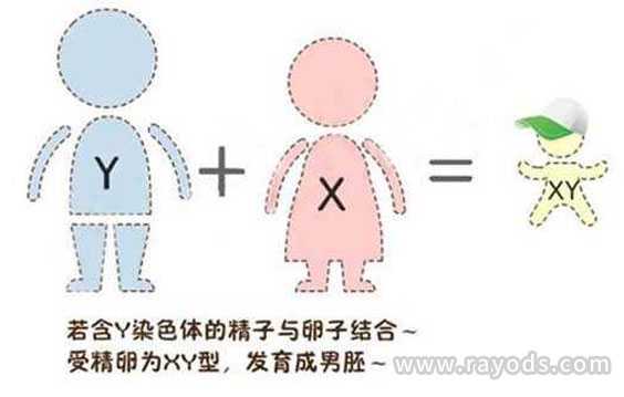 丰满区代孕混血儿,日本试管婴儿可以选性别吗？为什么第三代试管能选性别-供