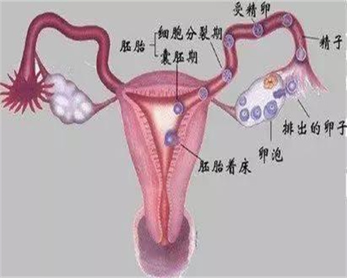 广州代孕的亲子鉴定_广州代孕需要提供卵子吗_一代试管成功率：在进行试管婴