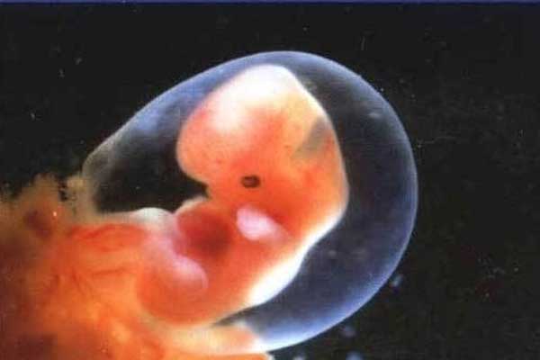 柏乡县借卵生子_试管婴儿成功移植后，最早多久可以验孕呢？