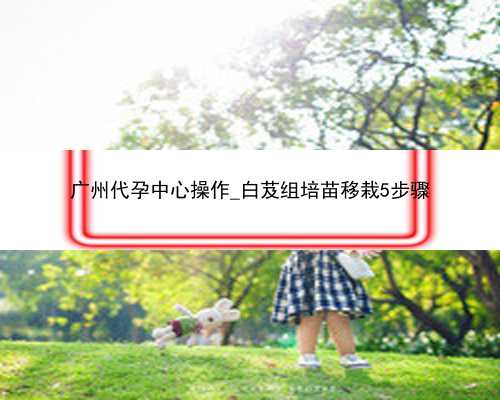 广州代孕中心操作_白芨组培苗移栽5步骤