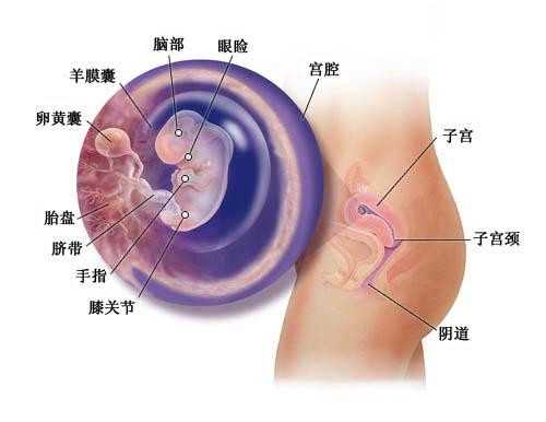 北京助孕一般得费用 女性在北京冷冻卵子需要什么手续？ ‘四个半月b超男翻女的可能性大吗’